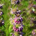 Monarda x 'Lambada' (2)
